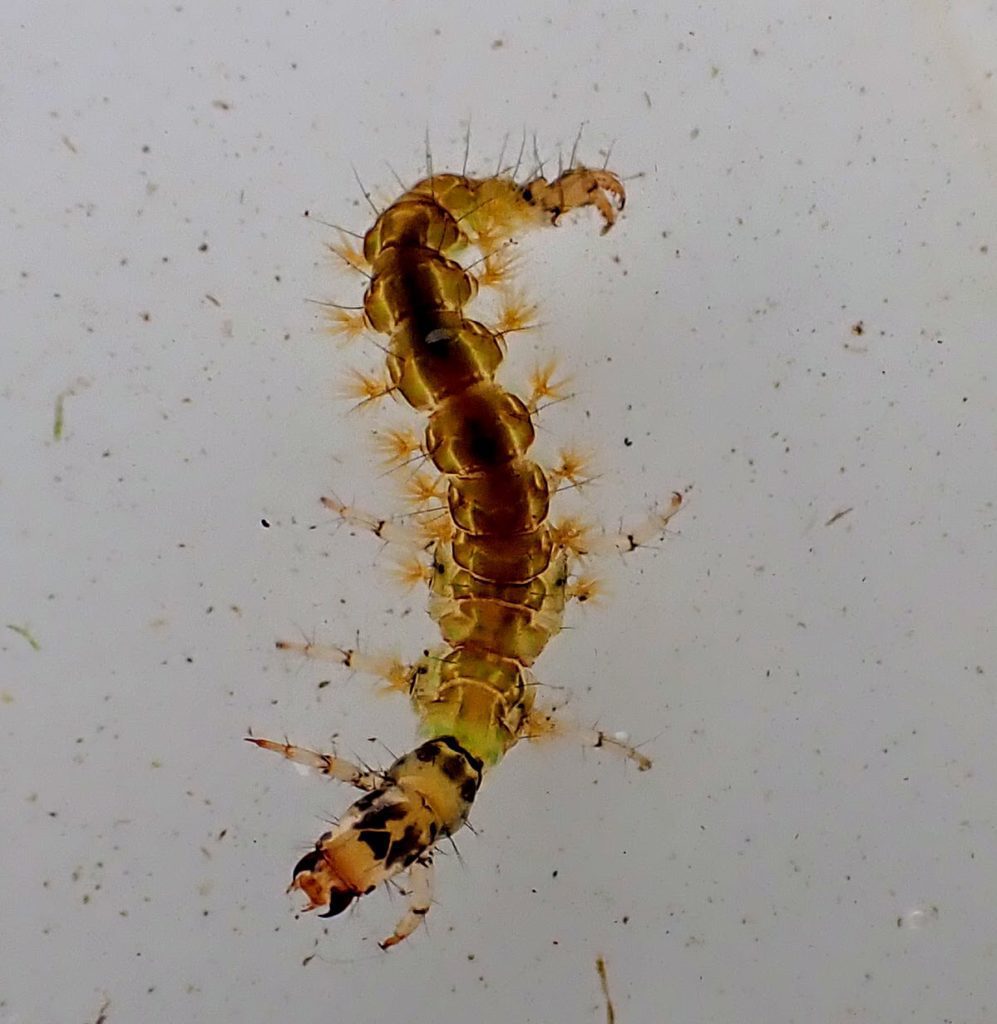 caddis larva