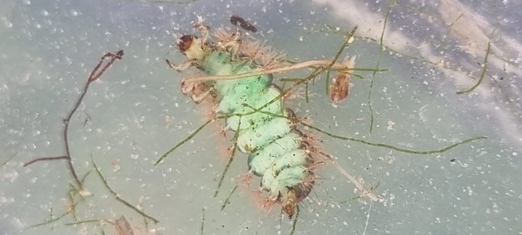 caddis pupa