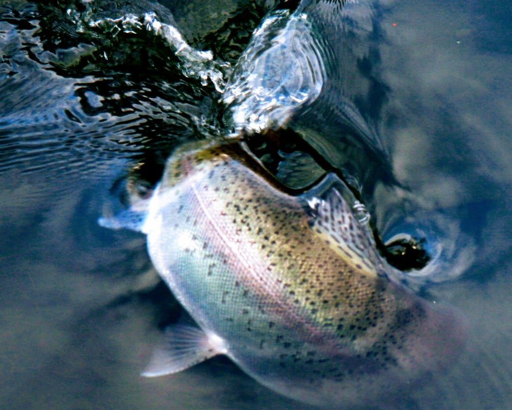 rainbow on a streamer